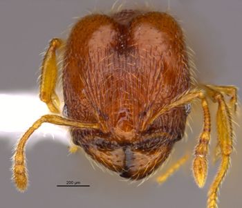 Media type: image;   Entomology 36178 Aspect: head frontal view